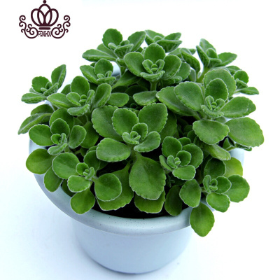 封后碰碰香盆栽一抹香香多肉植物驱虫净化空气绿植花卉碰碰香