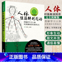 人体经筋解剖图谱 图解学习人体经筋解剖及筋结点 中医医学书籍 刘春山编著 中国科学技术出版社 中央保健会 [正版]wf人