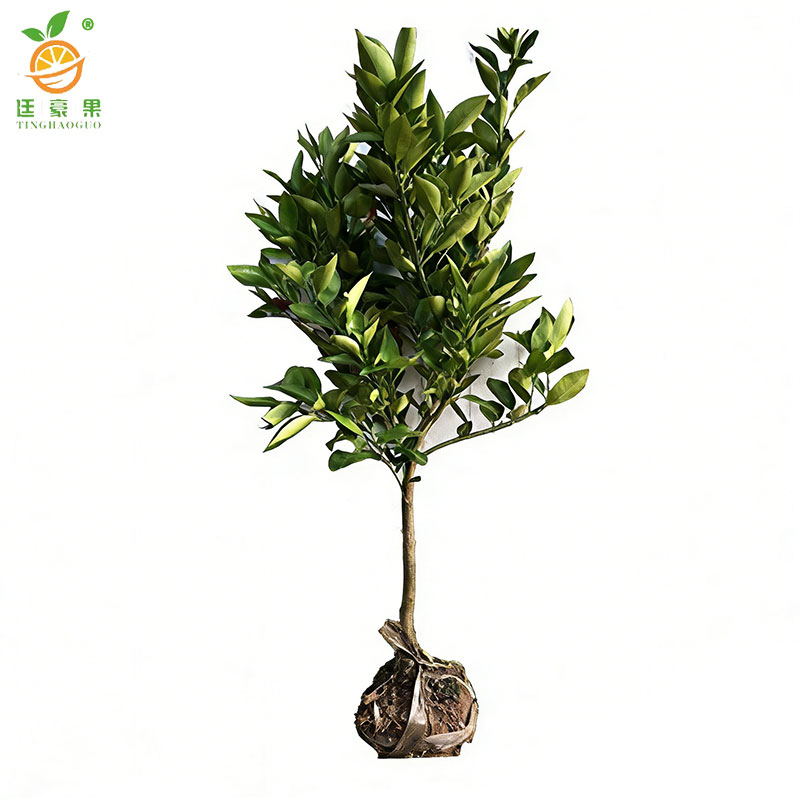 廷豪果 脐橙果树苗 高140-160cm 棵