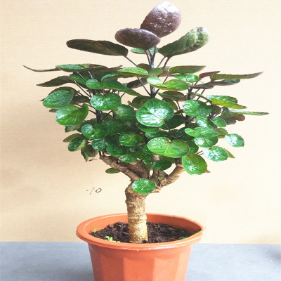 阳台客厅金钱桐树桩盆景四季常青花卉 小款金钱兜详情页挑选留言编号