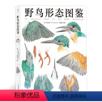 [正版]浪花朵朵 野鸟形态图鉴 鸟类观察 儿童科普博物学科学绘画自然保育书籍