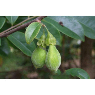 回固名贵苗木正宗沉香树苗_奇楠沉香苗白木香_海南沉香树庭院虫