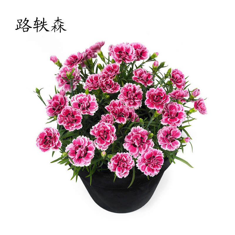 路轶森 石竹花 高30cm 棵