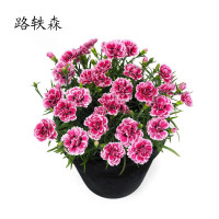 路轶森 石竹花 高30cm 棵