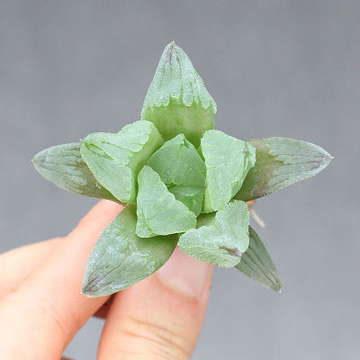 多肉植物水晶寿价格 多肉植物水晶寿最新报价 多肉植物水晶寿多少钱 苏宁易购