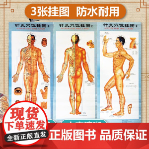 [3张]针灸穴位挂图 附说明书 高清大字彩色双面覆胶防水耐用 针灸挂图 中医针灸穴位挂图 经络穴位挂图 针灸书籍 人体针
