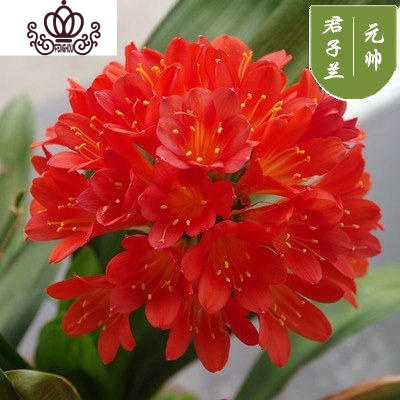 封后精品君子兰盆栽花苗室内花卉植物办公室圆头和尚带花苞四季开花苗大红色8-10叶买3送1不含盆