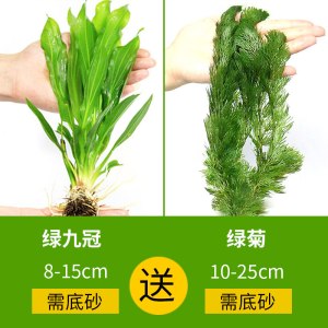 鱼缸水草植物趴地真草性水培懒人水榕无土增氧坨草造景套餐
