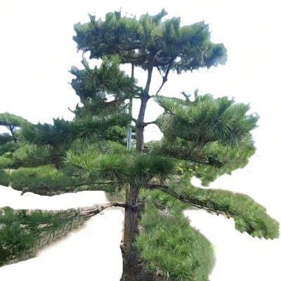 诚智旺 迎客松 YKS-2/ 棵