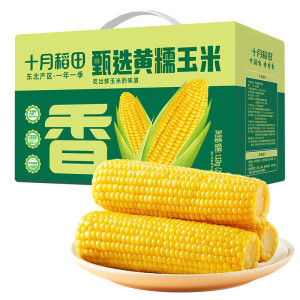 十月稻田 鲜食黄糯玉米1.32kg (220g*6)