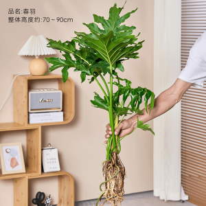 [补贴10%]水培植物春羽盆栽蔓绿绒室内龟背竹春雨绿植常青绿萝好养办公桌面