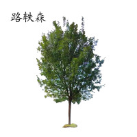 路轶森 白腊树 5公分 棵