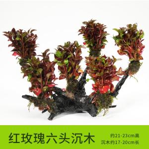 懒人水有茎类鱼缸装饰水榕沉木净化水质的水辣椒榕水族箱