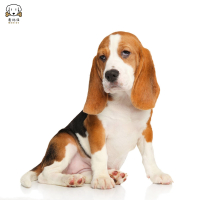 麦比佳宠物比格狗狗活体花色比格犬幼犬纯种血统级比格短毛米格鲁猎兔犬比格猎狗 高智商家养中小型犬 视频挑选