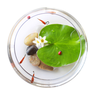 津沽园艺心型浮萍单叶水培套装大号玻璃缸套装送鹅卵石送小瓢虫摆件四季水草