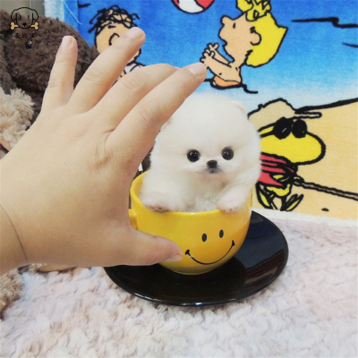 麦比佳狗狗活体 纯种博美犬幼犬哈多利系球体博美俊介狗 长不大茶杯犬玩具型迷你袖珍博美宠物狗微小体杯子狗 视频挑选