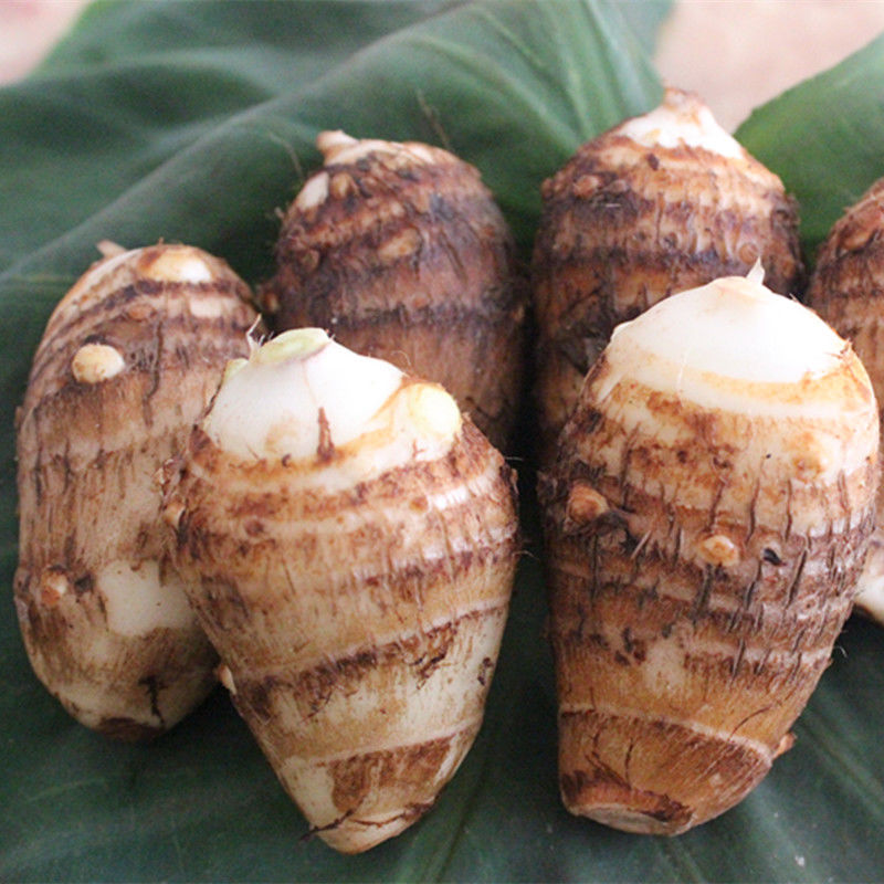 [中大号]毛芋头 5斤装 新鲜芋头山东粘糯小毛芋芋艿农家自种特产现挖