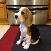 麦比佳宠物比格狗狗活体花色比格犬幼犬纯种血统级比格短毛米格鲁猎兔犬比格猎狗 高智商家养中小型犬视频挑选