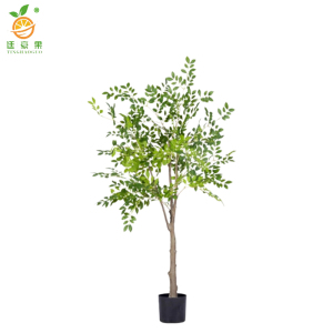 廷豪果 高杆金叶榆 粗3公分 /棵