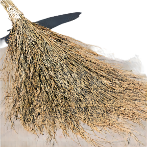 好企来 大扫把 竹扫把 3.5斤带叶竹枝连体 米色