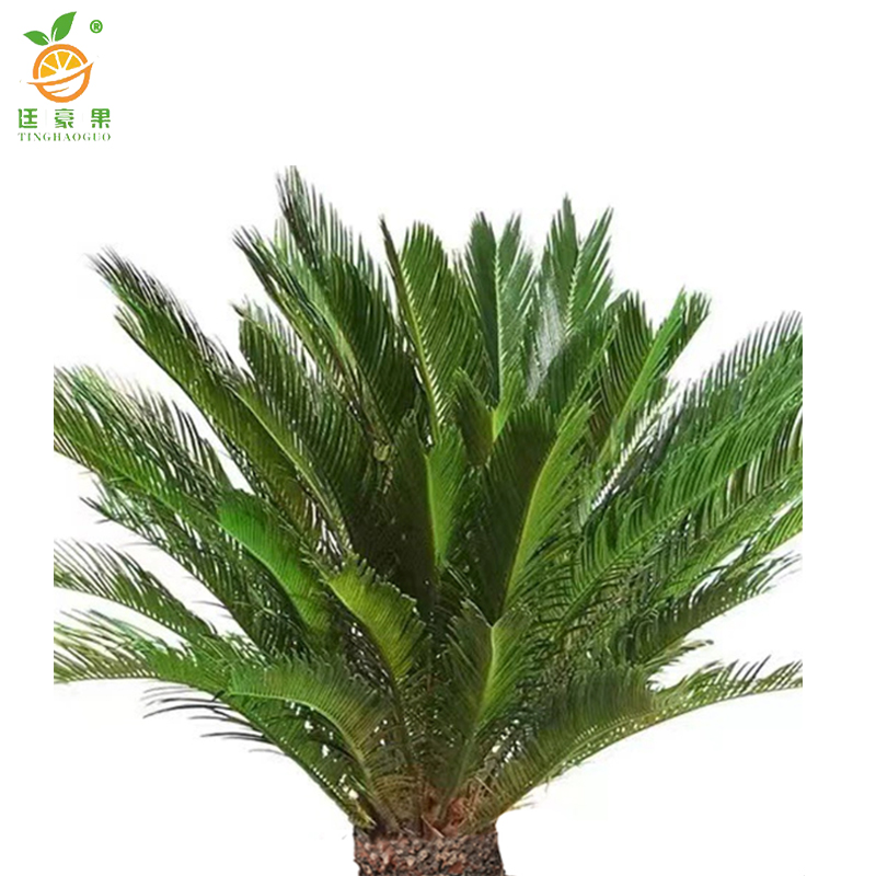 廷豪果 大铁树 1.6米 /盆