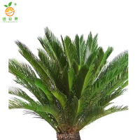 廷豪果 大铁树 1.6米 /盆