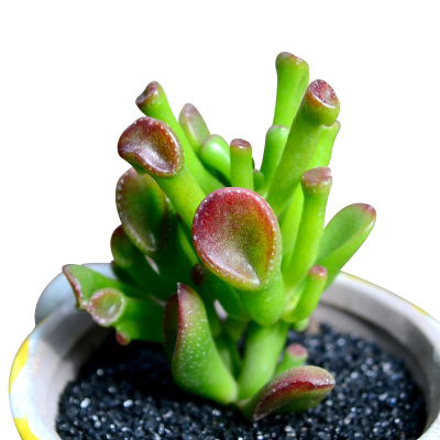 津沽园艺多肉植物筒叶花月吸财树创意桌面迷你盆栽绿植肉肉植物不带盆