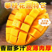 [西沛生鲜]精选攀枝花凯特芒 5斤 中果 单果250g左右 当季新鲜 热带水果