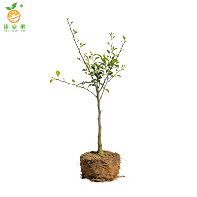 廷豪果 桔子树苗-高80-110cm 棵