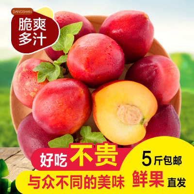 露天砀山麻点黄肉甜油桃净重4.5斤新鲜当季果园直采 脆甜多汁 桃气香浓