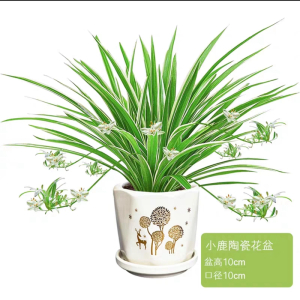 [补贴10%]金边吊兰盆栽花卉植物室内花净化空气绿植水培垂吊客厅甲醛阳台