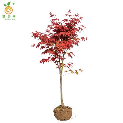 廷豪果 红枫树苗 5公分 /棵