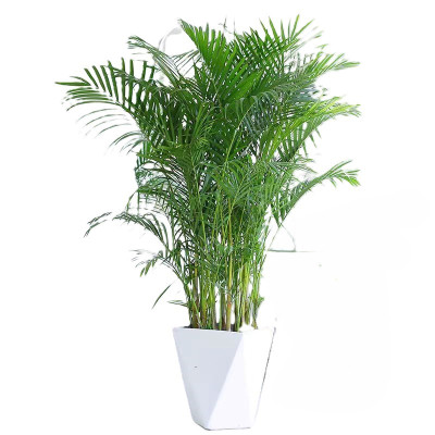 诚智旺 凤尾竹 1.8米 棵