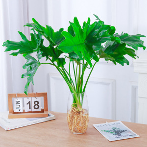 [补贴10%]水培植物春羽盆栽蔓绿绒室内龟背竹春雨绿植常青绿萝好养办公桌面