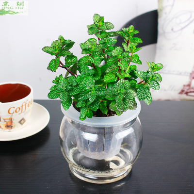 子暄香草植物盆栽碰碰香薄荷薰衣草水培植物绿植盆栽花卉