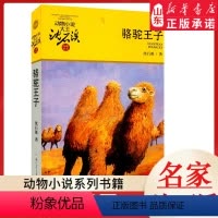 骆驼王子 [正版]书店 骆驼王子 升级版动物小说大王沈石溪·品藏书系 中/小学生阅读少儿读物 儿童文学