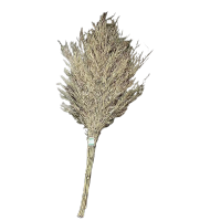 欣一铮科 扫帚 小号 把(小号)