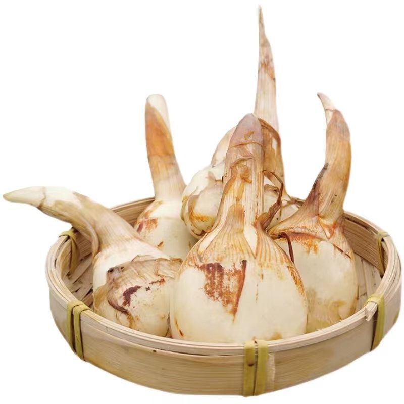 赛卡伊 云南蓝茨菰新鲜现挖大号茨菇荸荠新鲜蔬菜马蹄茨菇慈菇批发