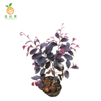 廷豪果 红继木袋苗 20cm高 /棵