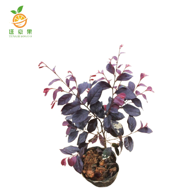 廷豪果 红继木袋苗 20cm高 /棵