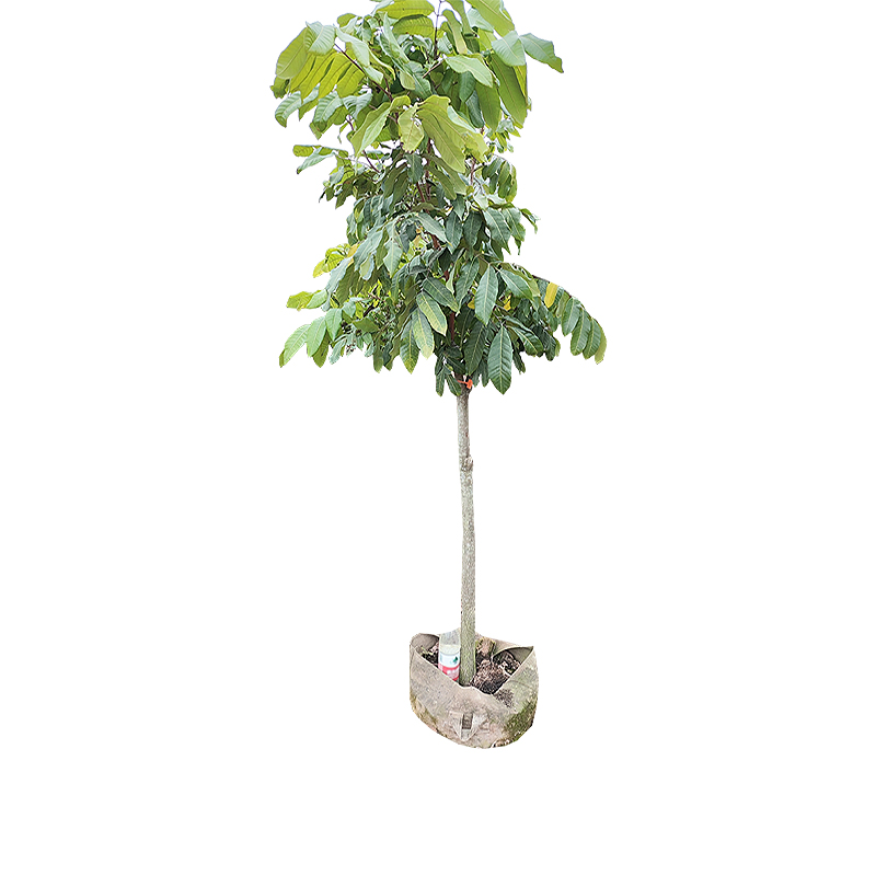 海铁科技龙眼树2m Φ7-10/棵