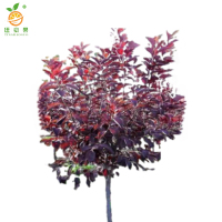 廷豪果 红叶李球 冠幅80cm /棵