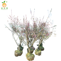 廷豪果 桃花 高1.2-1.8m /棵