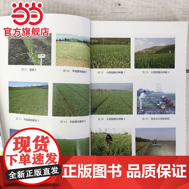 科学种菜致富问答丛书--大蒜高产栽培关键技术问答 刘海河 化学工业出版社 正版书籍