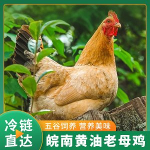 雀淘 皖南黄油老母鸡2.6-2.9斤/只 1只装 冷冻净膛慢养走地鸡