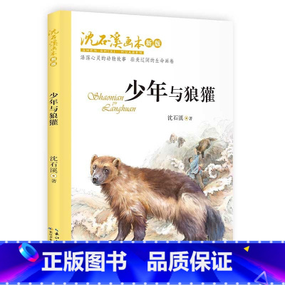 少年与狼獾 [正版]退役军犬黄狐 三四五六年级中小学生课外阅读读书籍沈石溪画本动物小说6-9-12周岁初中生青少年成长励
