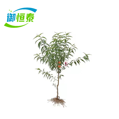 御恒泰娇艳桃树8cm/棵
