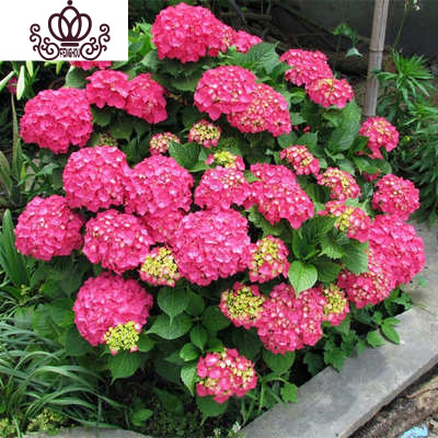 封后绣球花苗老桩盆栽八仙花无尽夏阳台庭院花卉植物四季室内耐寒易活玫红妈妈十五年老桩-不含盆