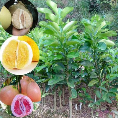 嫁接柚子果树苗 嫁接柚子果树苗推荐 苏宁易购