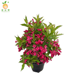 廷豪果 锦带球 冠幅50cm /棵